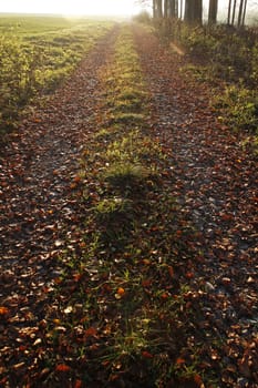 Forest path into the light