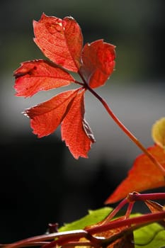 Autumnal vine leaves in the backlight
