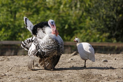 Turkey courting a guinea fowl