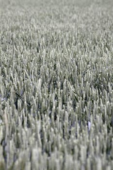 Field of unripe wheat