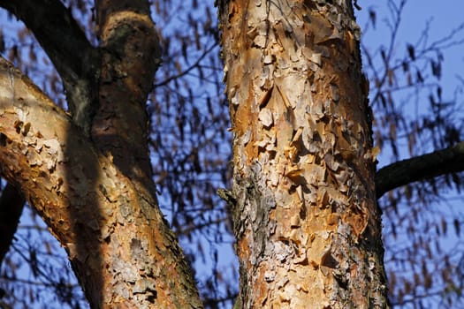 Scots pine (bark)