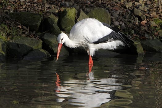 White stork in the water