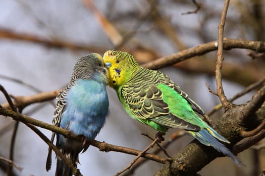 Budgerigar