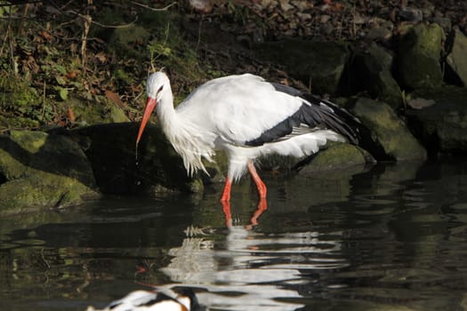 White stork in the water