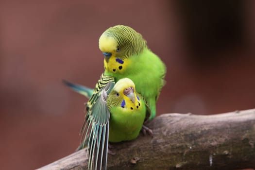 Budgerigar
