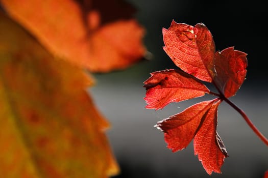 Autumnal vine leaves in the backlight