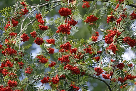 Rowan berries (mountain ash)