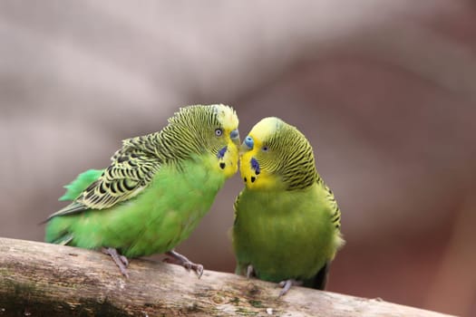 Budgerigar