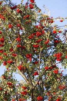 Rowan berries (mountain ash)