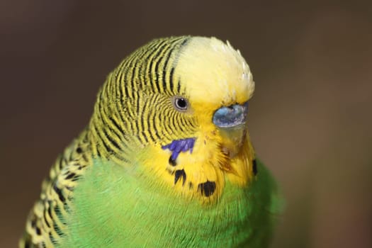 Budgerigar