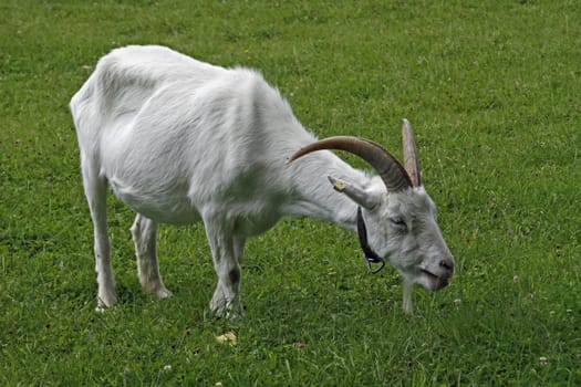White German noble goat