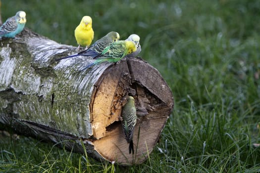 Budgies on a tree trunk with a cave