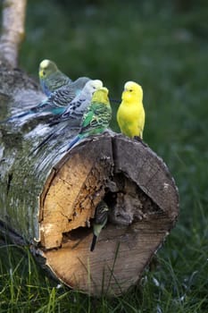 Budgies on a tree trunk with a cave