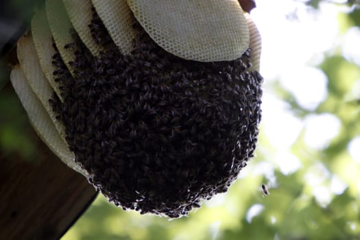 Wild bee swarm
