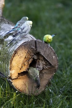 Budgies on a tree trunk with a cave