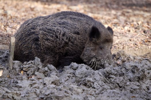 Wild boar burrowing in the mud