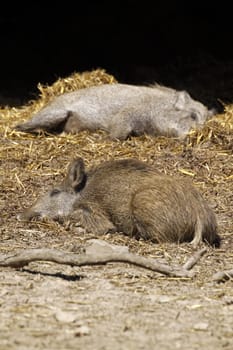 Sleeping wild boars in straw