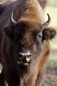 Wisent