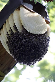 Wild bee swarm