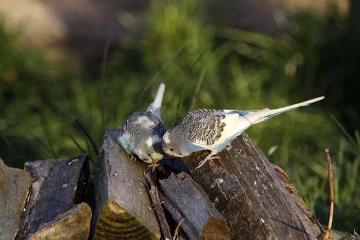 Two blue budgies on a pile of wood