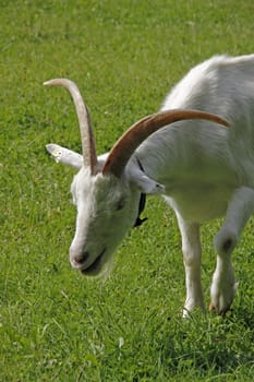White German noble goat