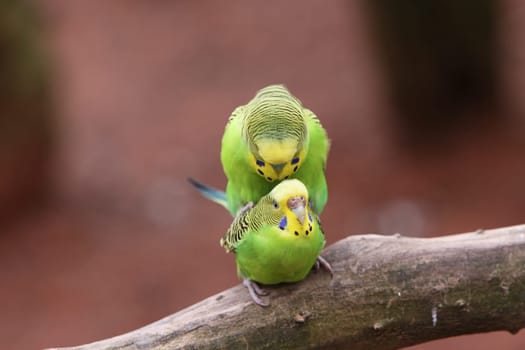 Budgerigar