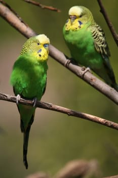 Budgies
