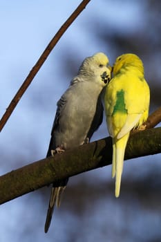 Two cuddling budgies