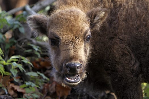 Bison calf