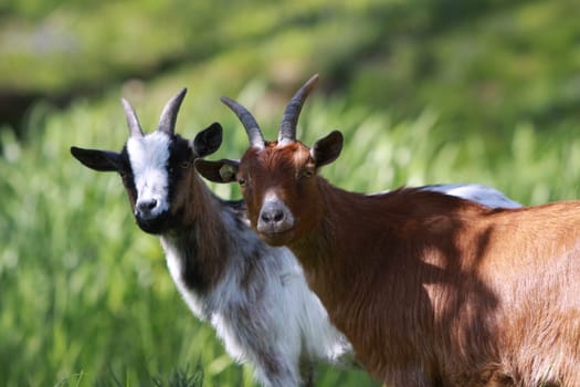 Domestic goat