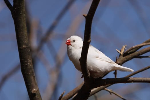 White zebra finch