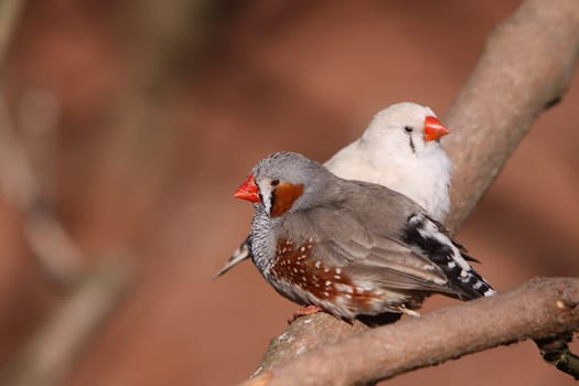 Zebra finches