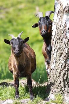 Domestic goat