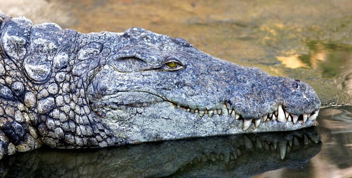 Crocodile with head above water hunting for food