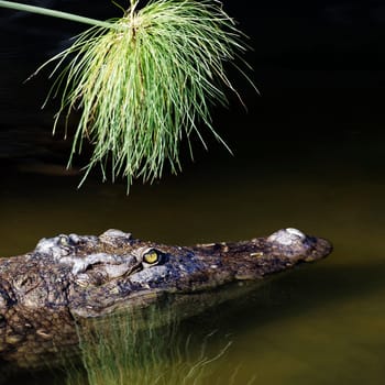 lonely crocodile with head above water hunting for food