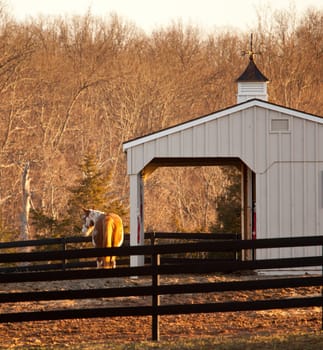 Sun setting on brown horse by stable in its fenced paddock