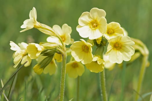 Spring Flower - The Cowslip