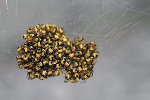In the beginning,the small spiders can only survive together