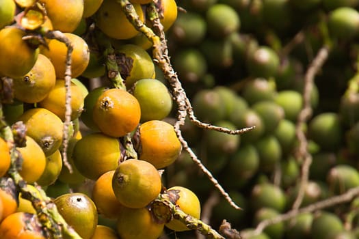 The ripening fruit of a palm tree, with ripe fruit in the foreground and green, unripe fruit in the background.