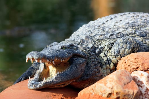 crocodile resting on a rock under the sun