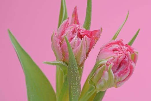 Two tulips