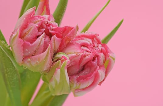 two pink tulips