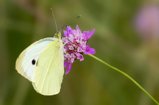 Greater cabbage white