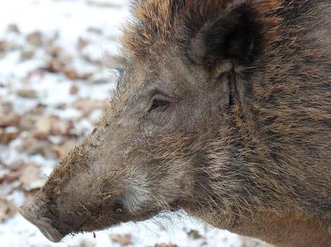 Wild boar portrait