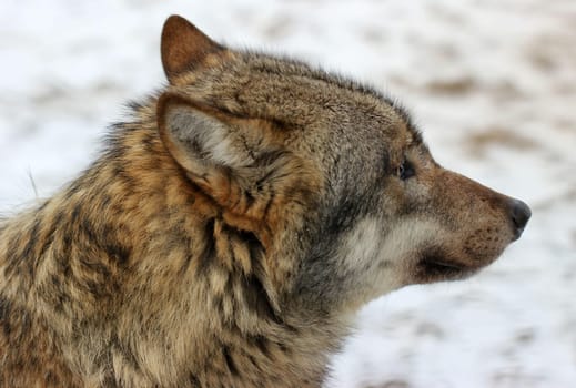 Wolf at Sababurg Zoo