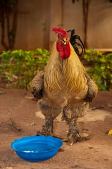 A rooster in a farmyard, in Mali, Africa