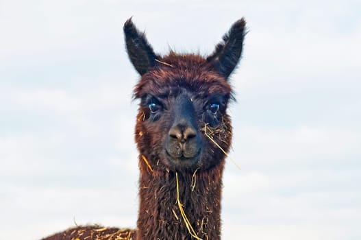 Alpaca,Vicugna pacos