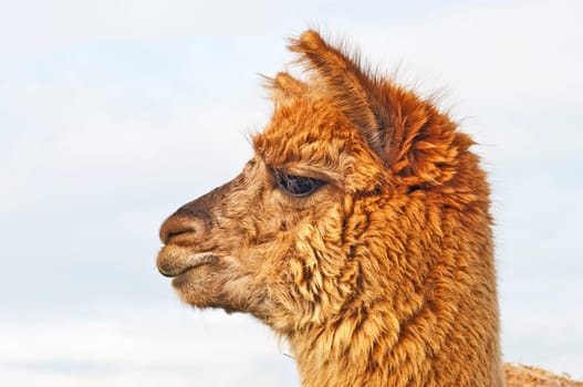 Alpaca,Vicugna pacos