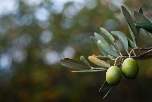 green olives on the tree
