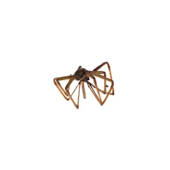 Spider isolated on white background